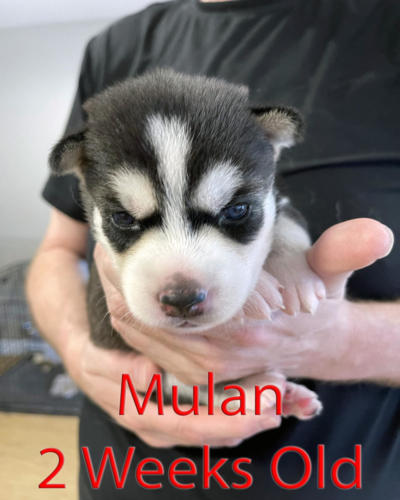 Mulan 1