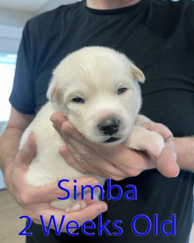 Simba 2