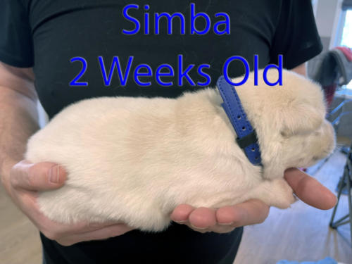 Simba 3